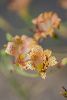 <em>Alstroemeria versicolor</em>